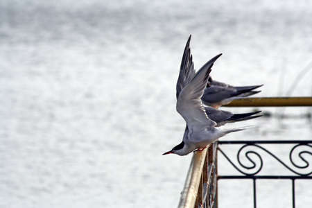 The seagull going to fly up from a fence on a background of lake.の写真素材