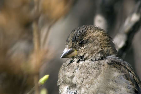 The meditating sparrow.の写真素材