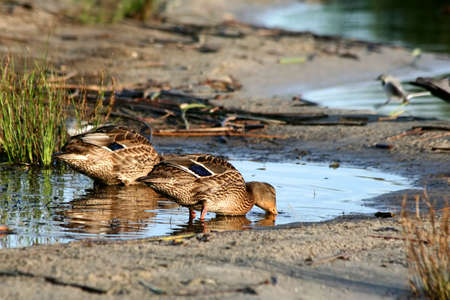 Pair of ducks.の写真素材