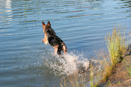 German shepherd jumping from coast of lake.の写真素材