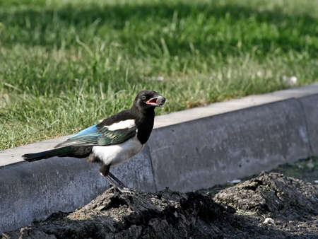 Impudent magpie with the booty.の写真素材