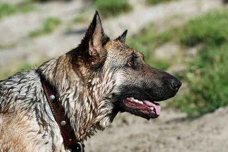 German shepherd.の写真素材