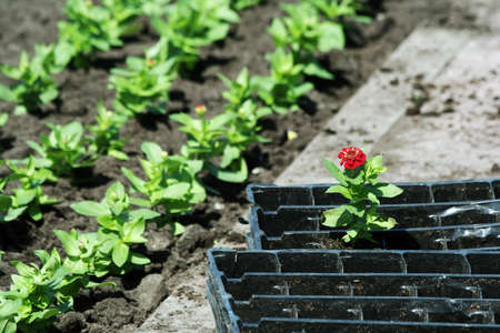 Last lonely flower.の写真素材