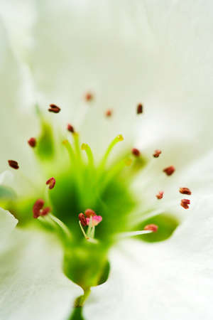 Closeup of an apple blossom.の写真素材