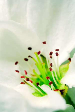 Closeup of an apple blossom.の写真素材