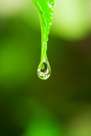 Water drop on the green leaf.の写真素材