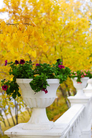Fence with a flower pots in autumn park.の写真素材