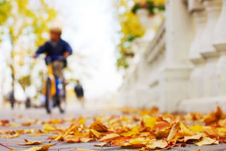 Autumn の写真素材