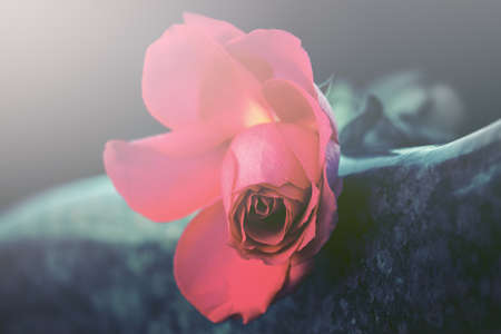 Red rose on the tombstoneの写真素材