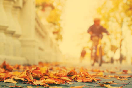 Fallen leaves on sidewalk in city parkの写真素材