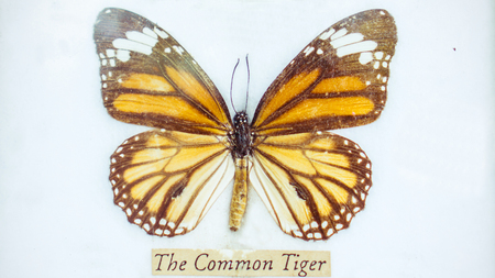 Butterflies on white backgroundの写真素材