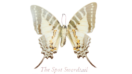 Butterflies on white backgroundの写真素材