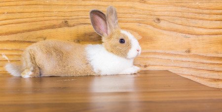cute brow white rabbit on wood tableの写真素材
