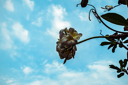 plumeria flowers on branch of tree with blue sky backgroundの写真素材