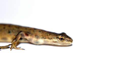 Viviparous lizard 4の写真素材