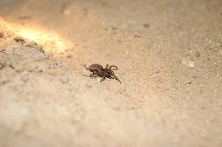 Spider on sand, night の写真素材