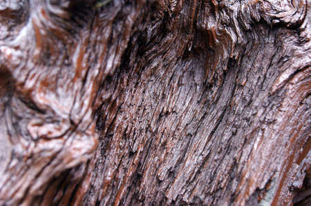 The picture of root from close の写真素材