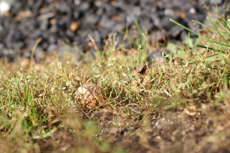 The Italian nuts on grass beside heap of carbon 