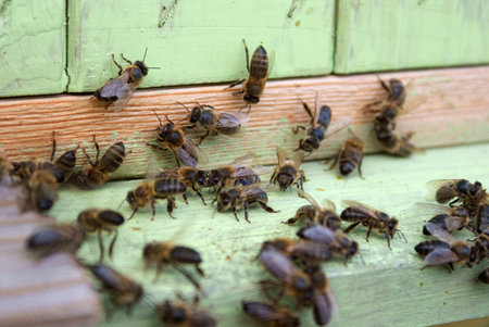 The bee by hive, a lot of insects 