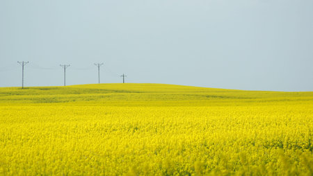 Rape s yellow field until after horizon の写真素材