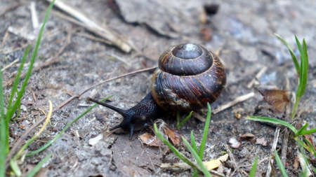 Snail with shell walking on the ground.の写真素材