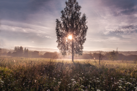 rays through the treesの写真素材
