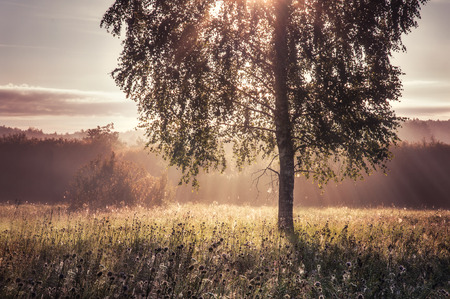 rays through the treesの写真素材