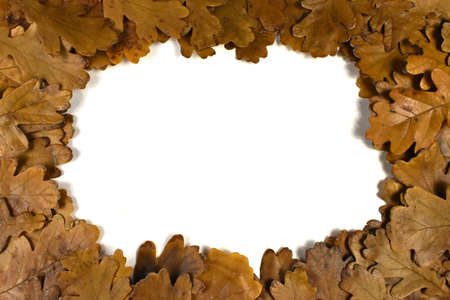 frame of oak leaves in autumn on a white backgroundの写真素材