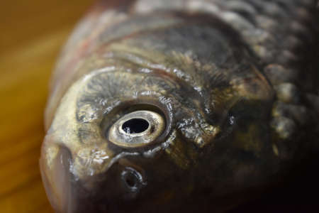 head fresh river carp close up with fish eye in focusの写真素材