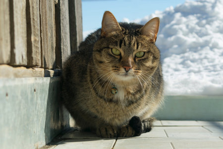 a young cat in the winter on the street basking in the sun in a clear frosty weather next to a wooded barn and a bunch of white snowの写真素材