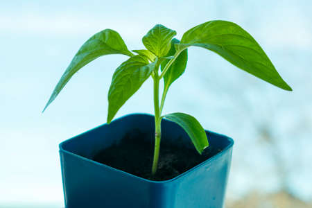a sprout of sweet Bulgarian pepper, grown at home on the windowsill for landing in the open ground, against the sky in the window.の写真素材
