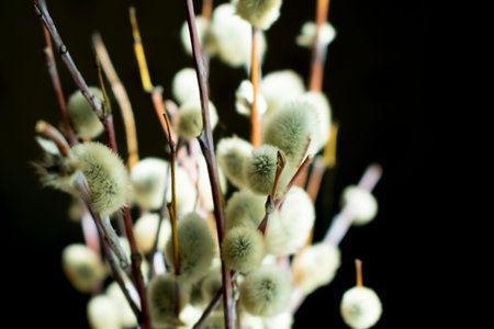 branches of a blossoming willow in spring collected in a bouquet on a black background.