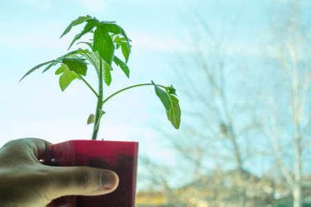 a sprout of sweet Bulgarian pepper, grown at home on the windowsill for landing in the open ground, against the sky in the window.の写真素材