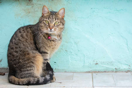 young cat sits on a background of blue concrete wallの写真素材