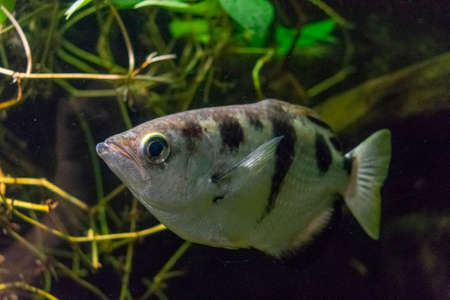 Sea fish with black stripes on their backs floating in the aquariumの写真素材