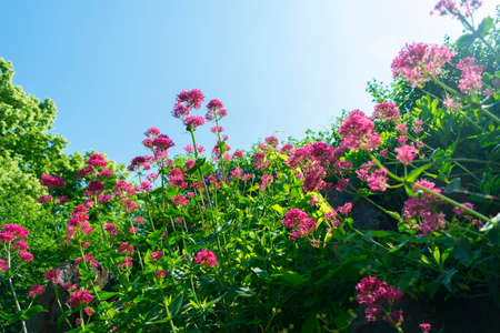 thicket of red high flowers in a spring meadow against a blue skyの写真素材