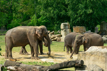 A family of elephants eating grass and walking on a green lawnの写真素材