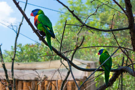 a pair of parrots sitting on a tree branchの写真素材