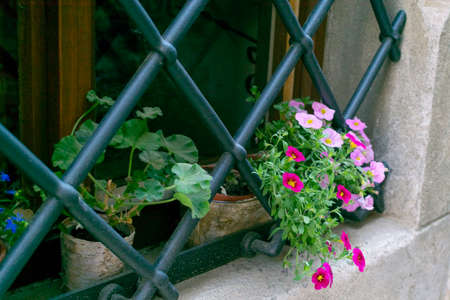 pots with blooming red-pink primrose and geraniums in a window behind a metal lattice on a stone window sillの写真素材