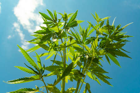 young green sprouts and cannabis leaves against a blue sky with cloudsの写真素材