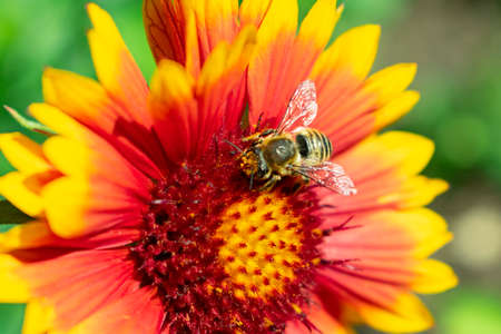 a bee, collects pollen from a bright red-yellow flower close-upの写真素材