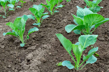 beds in the garden with a young white cabbage planted in rowsの写真素材