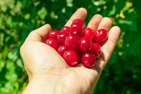 a handful of red ripe cherries in an outstretched hand, in a garden on a green background