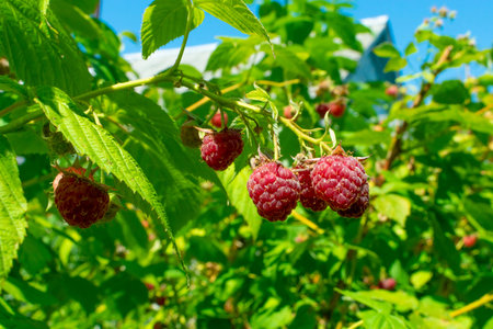 red raspberry growing on a bush, close-up