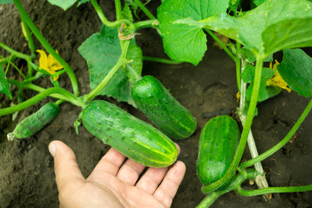 fruits of cucumbers in hand on wattle plants in the gardenの写真素材