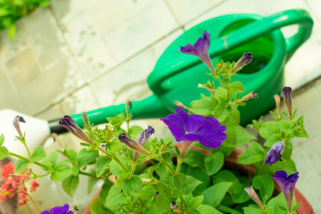 flowers of blue petunia in a flowerpot with a garden watering can in the background, out of focusの写真素材