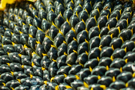 black seeds of ripe sunflower in inflorescence, close-upの写真素材