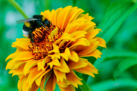Bumblebee collects pollen on a yellow flower, close-upの写真素材