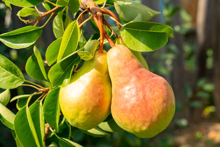 two ruddy pears are singing on a tree branch, close-up