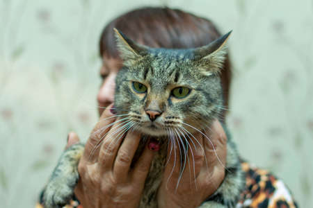 hands of an elderly woman with painted nails holding a catの写真素材